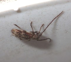 Exocentrus adspersus