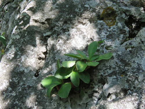 prvosienka holá (Primula auricula)