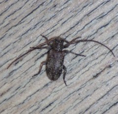 Exocentrus adspersus