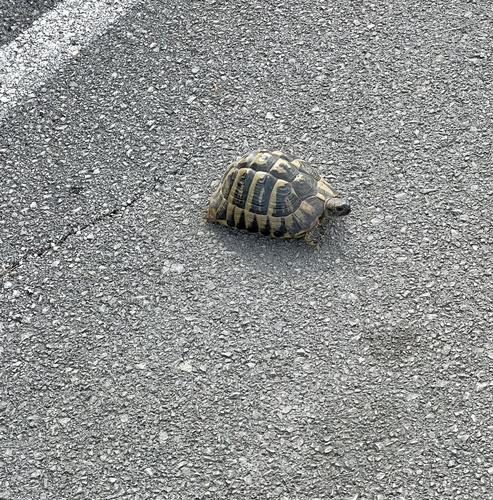 Hermann's Tortoise, Ionian Islands, Peloponnese, Western Greece and the Ionian Islands, GR, photo 9 of 10