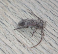 Exocentrus adspersus