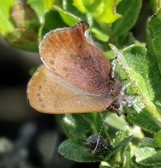 Callophrys augustinus iroides