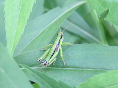 Odontopodisma schmidtii