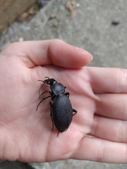 Carabus coriaceus