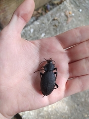 Carabus coriaceus