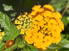 Lantana camara