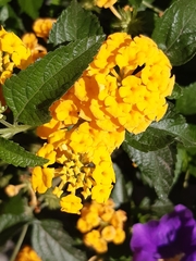 Lantana camara