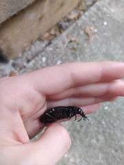 Carabus coriaceus