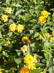 Lantana camara