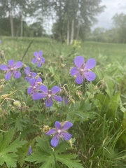 Geranium pratense