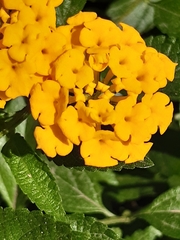 Lantana camara