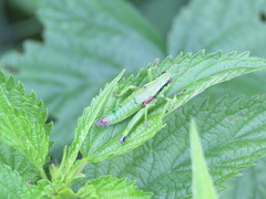 Odontopodisma schmidtii