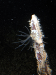 Ralpharia gorgoniae