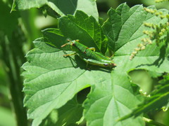 Odontopodisma schmidtii