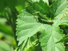 Odontopodisma schmidtii