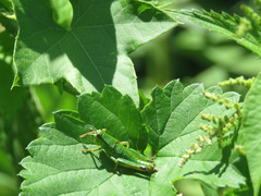Odontopodisma schmidtii