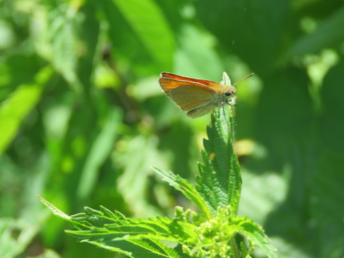 súmračník metlicový (Thymelicus sylvestris)