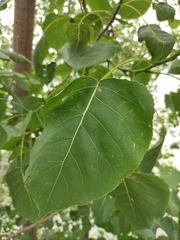 Populus × canadensis