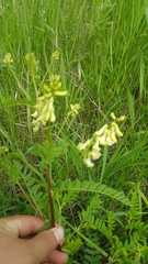Astragalus membranaceus