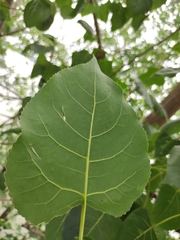 Populus × canadensis