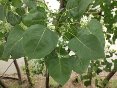 Populus × canadensis