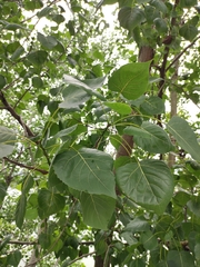 Populus × canadensis