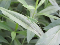 Poecilimon schmidtii