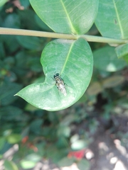 Adoxomyia heminopla