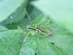Odontopodisma schmidtii