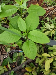 Phytolacca americana