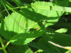 Odontopodisma schmidtii