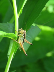 Pachytrachis gracilis