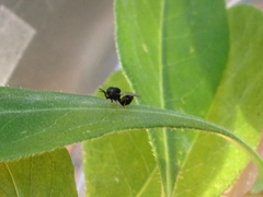 Pseudochalcura gibbosa