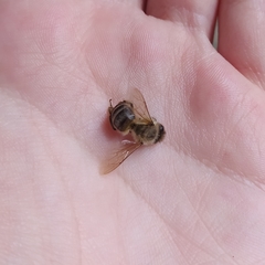 Apis mellifera