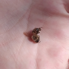 Apis mellifera