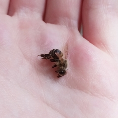 Apis mellifera