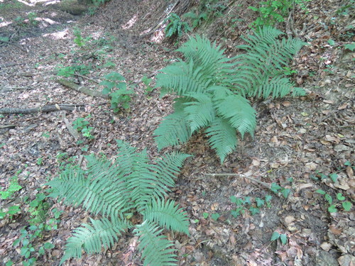 papraď (Dryopteris)