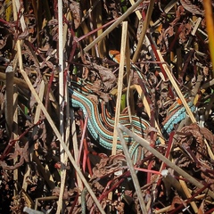 Thamnophis sirtalis tetrataenia
