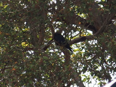 Corvus coronoides perplexus