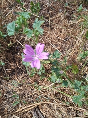 Malva sylvestris sylvestris
