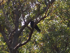 Corvus coronoides perplexus