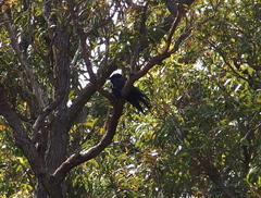 Corvus coronoides perplexus