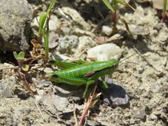 Odontopodisma schmidtii