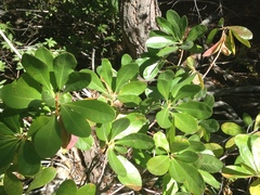 Rhododendron occidentale
