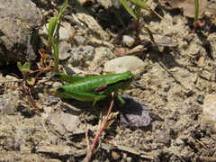 Odontopodisma schmidtii