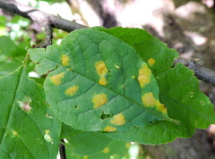 Polystigma fulvum