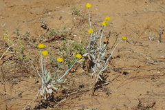 Leiocarpa leptolepis