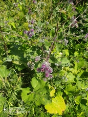 Arctium tomentosum