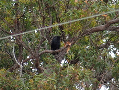 Corvus coronoides perplexus