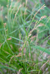 Carex pediformis macroura